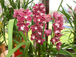 Orchides