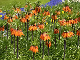 Fritillaria