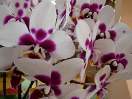 Orchides