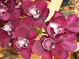 Orchides