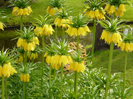 Fritillaria